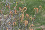 Green alder <BR>Mountain alder